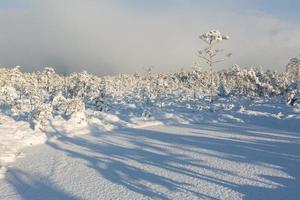 día de invierno nevado en el pantano foto