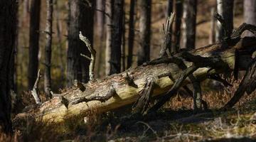 pine and spruce forest photo