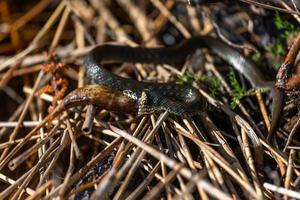 Grass snake in natural environment photo
