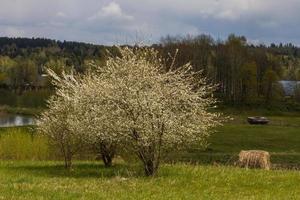 Landscapes From the Latvian Countryside in Spring photo