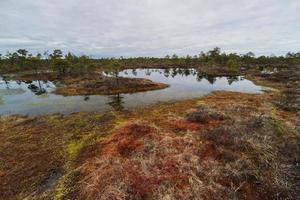 Early Spring in The Swamp photo