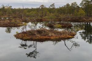 Early Spring in The Swamp photo