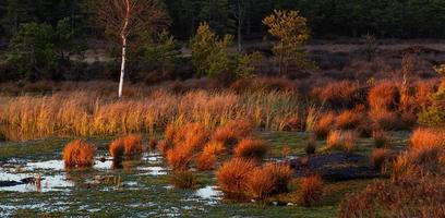 Autumn Day at the Swamp Lake photo