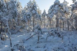 día de invierno nevado en el pantano foto