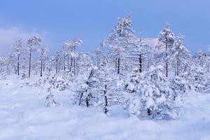 día de invierno nevado en el pantano foto