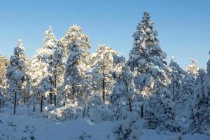 día de invierno nevado en el pantano foto