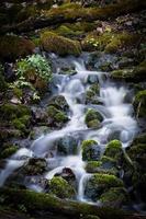 pequeño río forestal a principios de la primavera foto