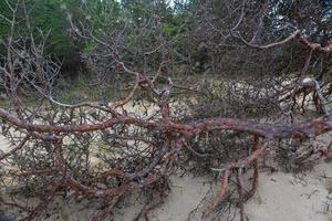 pine and spruce forest photo