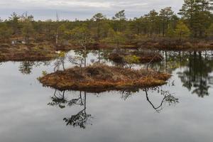 Early Spring in The Swamp photo