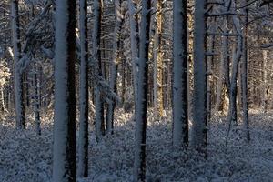 snowy winter day in the swamp photo