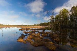 Early Spring in The Swamp photo