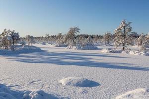 Snowy Winter Day in the Swamp photo