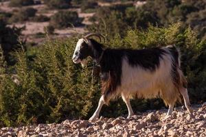 Grazing in the open on the Greek islands photo