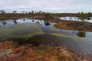 Early Spring in The Swamp photo