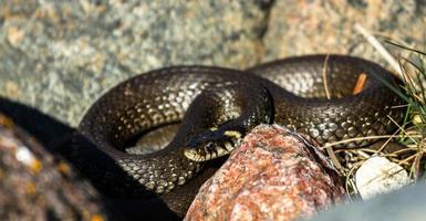 Grass Snake in Natural Environment photo