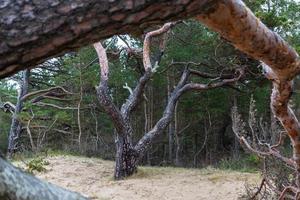 bosque de pinos y abetos foto