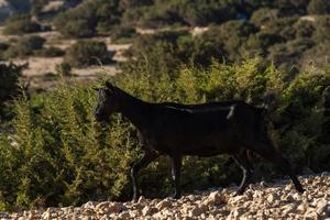 pastando al aire libre en las islas griegas foto