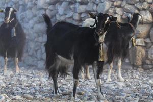 pastando al aire libre en las islas griegas foto