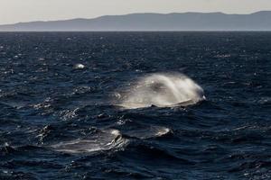 Waves in the Mediterranean Sea photo