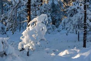 snowy winter day in the swamp photo