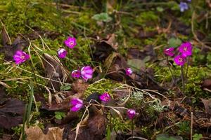 Anemone Hepatica in Natural Forest photo