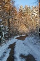 Snowy Winter Day in the Swamp photo