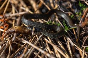 Grass snake in natural environment photo