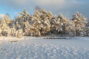 snowy winter day in the swamp photo