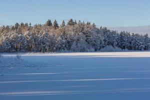 Snowy Winter Day in the Swamp photo