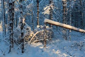 Snowy Winter Day in the Swamp photo