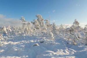 snowy winter day in the swamp photo