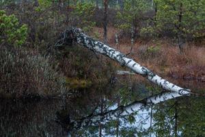 Autumn Day at the Swamp Lake photo