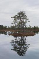 Early Spring in The Swamp photo