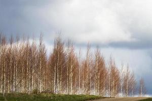 Spring Landscapes With Clouds photo