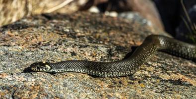 Grass Snake in Natural Environment photo