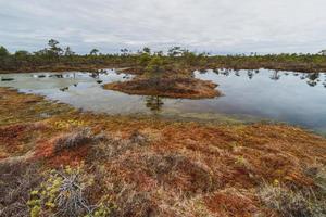 Early Spring in The Swamp photo