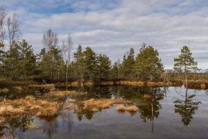 Early Spring in The Swamp photo