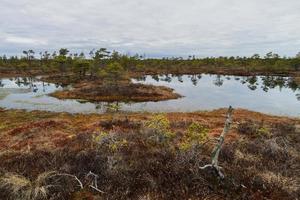 Early Spring in The Swamp photo