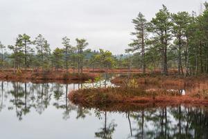 Autumn Day at the Swamp Lake photo