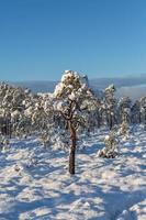 día de invierno nevado en el pantano foto