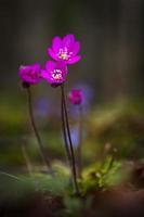 Anemone Hepatica in Natural Forest photo