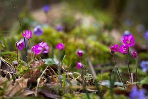 Anemone Hepatica in Natural Forest photo