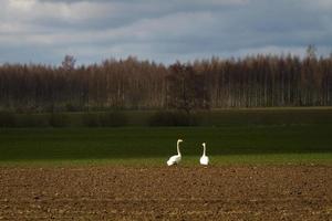 Spring Landscapes With Clouds photo