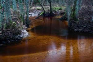 río pequeño bosque foto