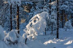 Snowy Winter Day in the Swamp photo