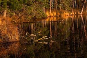 día de otoño en el lago pantanoso foto