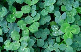 Close-up of green clover leaves with water drops from rain or morning dew. Abstract natural soft background with copy space, top view. photo