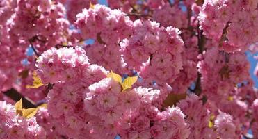 Spring Flowers Banner. Branch of blooming pink flowers of Sakura tree in early spring. Amazing natural floral spring banner or greeting card, postcard, poster. photo