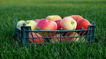 Red yellow apples in a plastic crate on the green grass. Harvesting fruit in garden at autumn, harvest festival season. Apples from organic farm. Template for advertising. photo