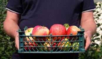 Farmer holding a plastic crate with freshly picked apples. Harvesting fruit in garden at autumn. Red apple from organic farm. Red yellow apples in a plastic crate. Template for advertising. Close-up. photo